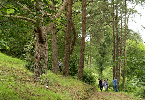 illu-assocation-amis-arbres