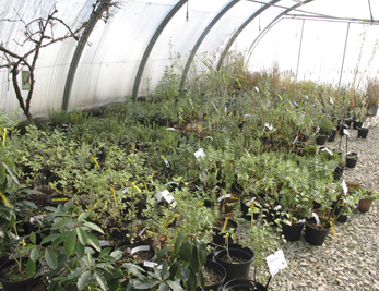 Les serres nous permettent de préparer en toute saison les plants et boutures.