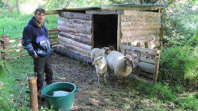 Des moutons jouent les tondeuses écolo à l’arboretum