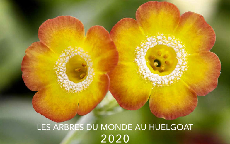 Les calendriers 2020 sont disponibles !