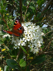 Escallonia bifida