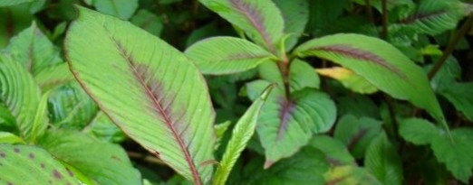polygonum_rumicifolium