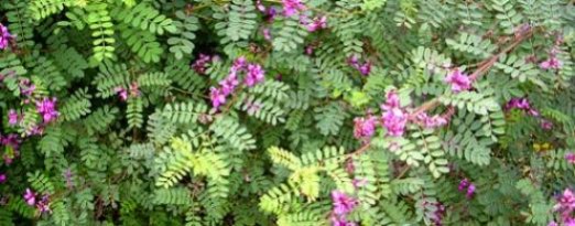 indigofera_doshua_d