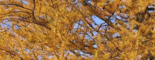 larix_laricina_d