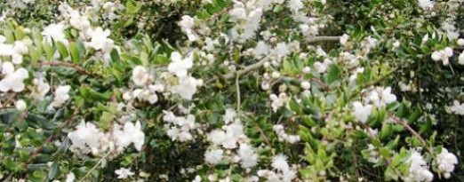 myrtus_luma_d